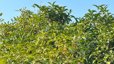 桂花净油与其他植物油护肤效果对比